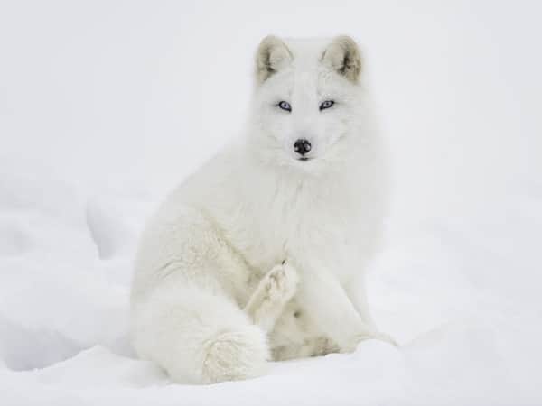 Cáo Bắc cực là động vật đẹp nhất thế giới