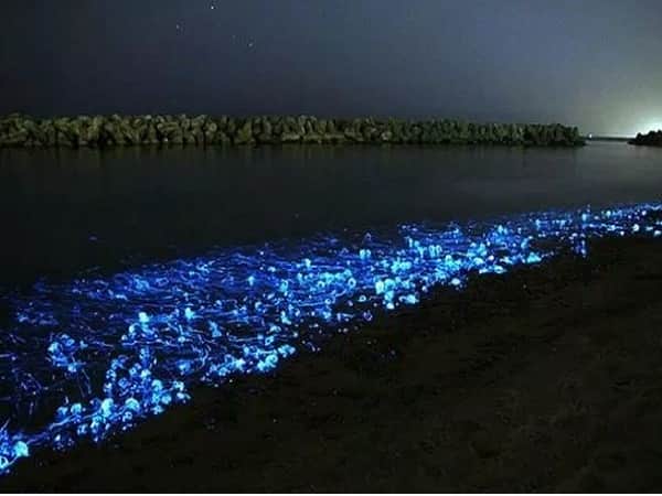 Bãi biển phát sáng :Vịnh Toyama
